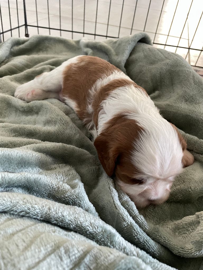 Des Elfes De La Plaine - Chiots disponibles - Cavalier King Charles Spaniel