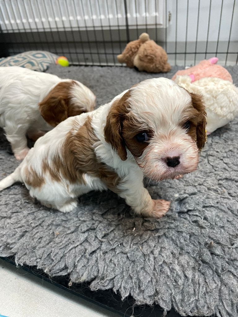 Des Elfes De La Plaine - Chiots disponibles - Cavalier King Charles Spaniel